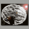 Pusteblume