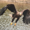 raxxa Premium-Puzzle: Seeadler - immagine 2