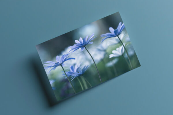 raxxa Postkarte: Blaue Stunde