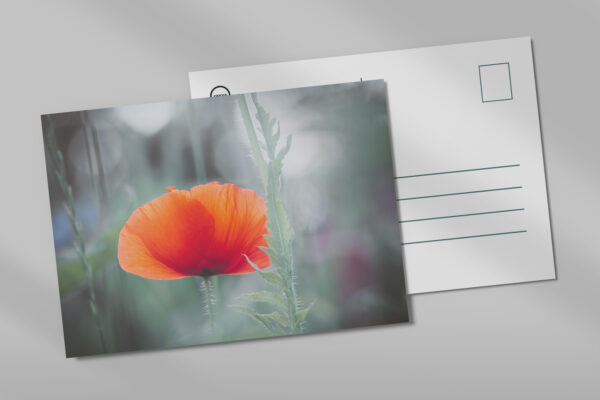 raxxa Postkarte: Roter Mohn