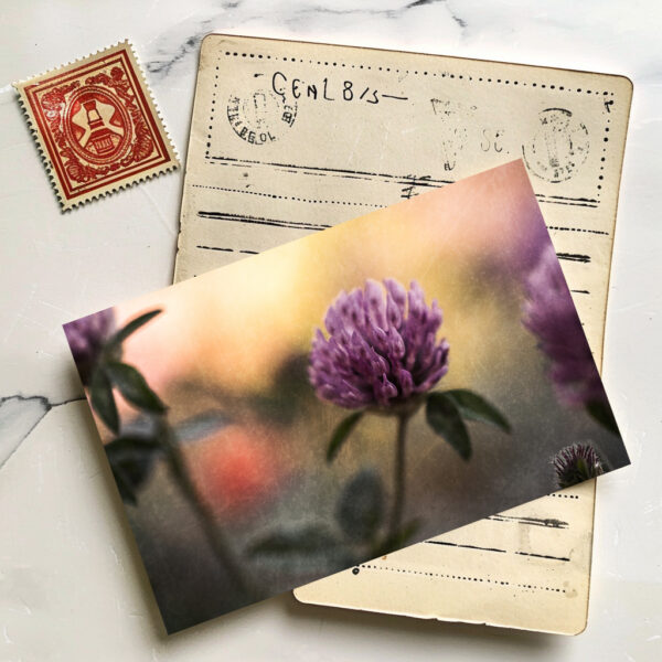 raxxa Postkarte: Kleeblüte