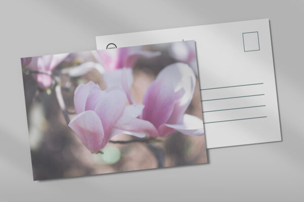 raxxa Postkarte: Magnolienblüten