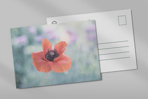 raxxa postcard: Red poppy