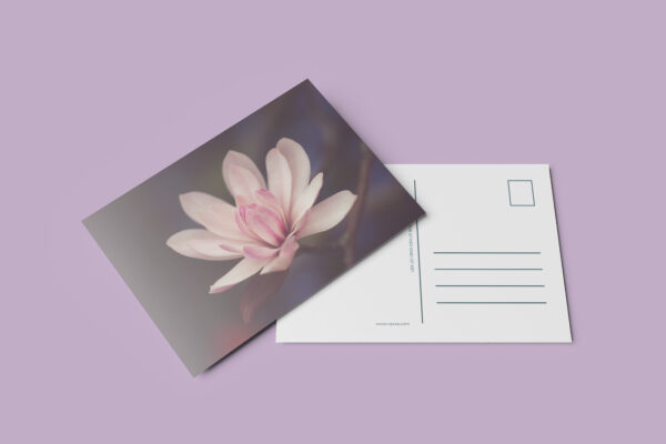 raxxa Postkarte: Magnolienblüte