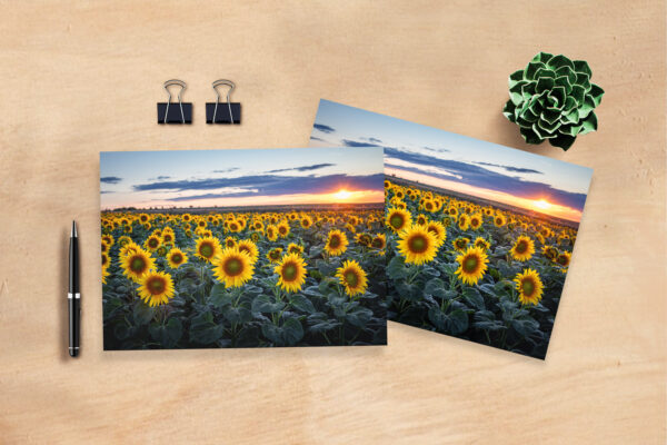 raxxa Postkarte: Sonnenblumenfeld