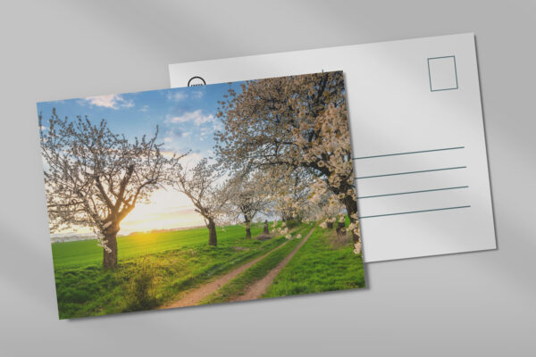 raxxa postcard: Cherry trees in spring