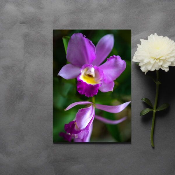 raxxa postcard: Cattleya Love Knot