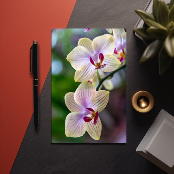 raxxa Postcard: Phalaenopsis Hybrid Butterfly Orchid