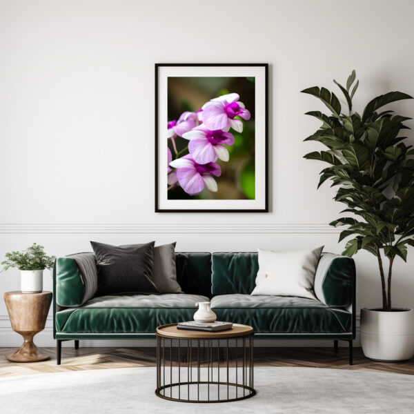 Poster: Dendrobium phalaenopsis – Image 3