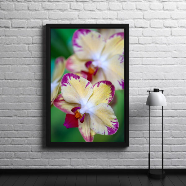 Poster : Phalaenopsis-chiada-francis-picotee