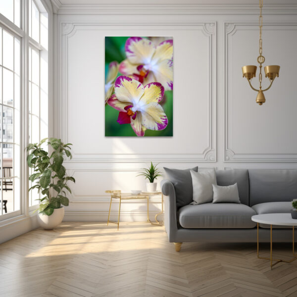 Poster: Phalaenopsis-chiada-francis-picotee – Image 3