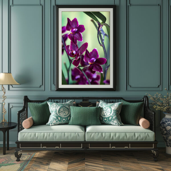 Poster: Phalaenopsis-chiada-stacy-black-chayi