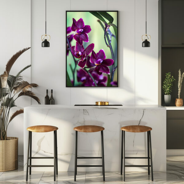 Poster: Phalaenopsis-chiada-stacy-black-chayi - Image 2