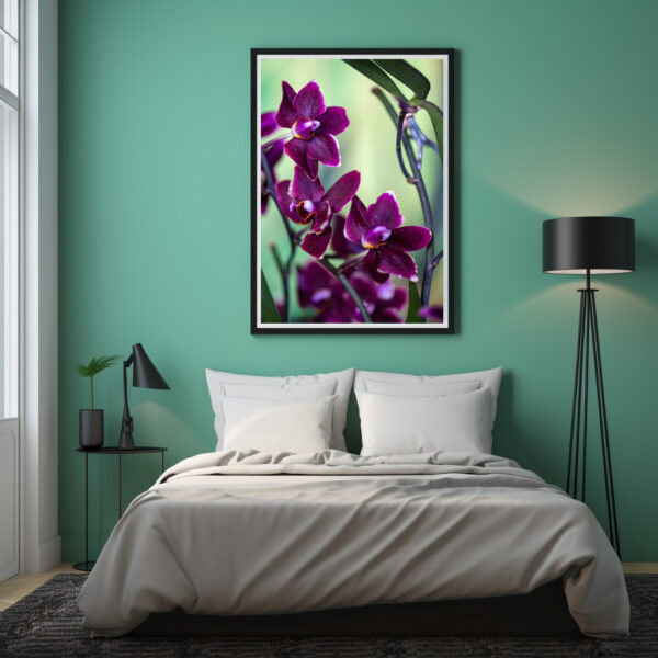 Poster: Phalaenopsis-chiada-stacy-black-chayi - Image 3