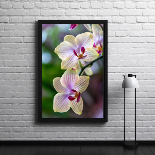 Poster: Phalaenopsis hybrid butterfly orchid