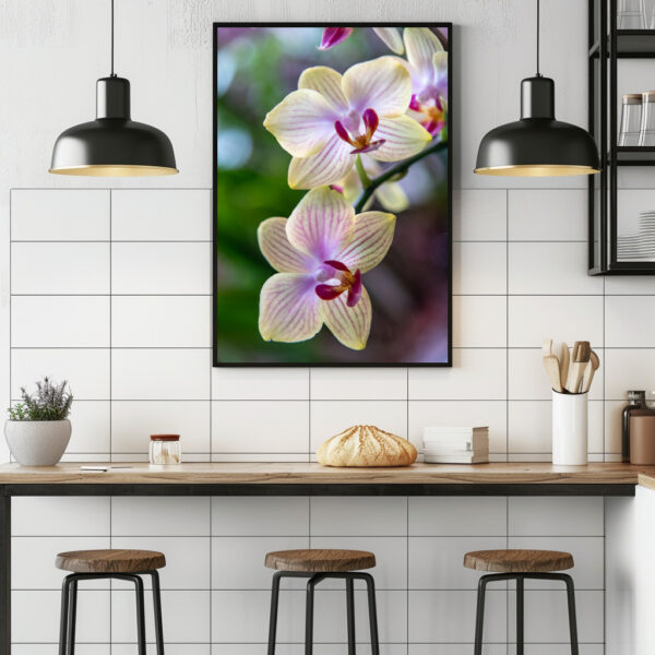 Poster: Phalaenopsis Hybride Schmetterlingsorchidee - Image 2