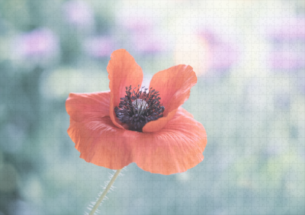 raxxa Premium-Puzzle: Roter Mohn - immagine 2