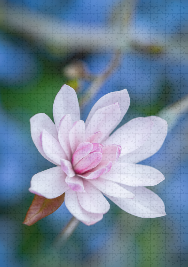 raxxa Premium-Puzzle: Magnolia - Imagen 2