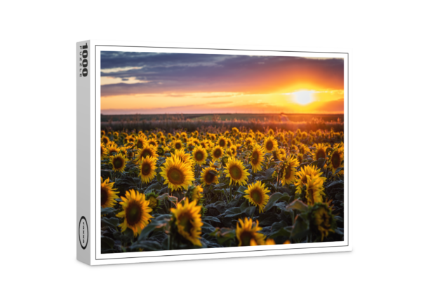 raxxa premium puzzle: A sunflower dream