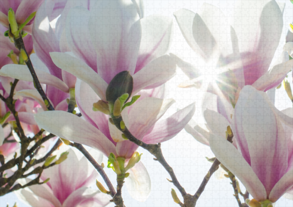 raxxa Premium-Puzzle: Magnolien – Bild 2