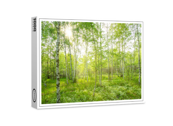 puzzle premium raxxa: foresta di betulle