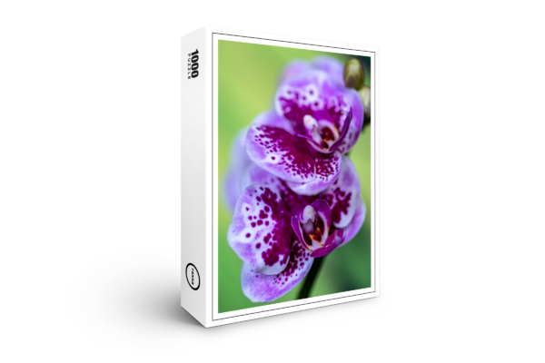 Puzzle raxxa Premium : Phalaenopsis-miniature-blanc-strie-rose