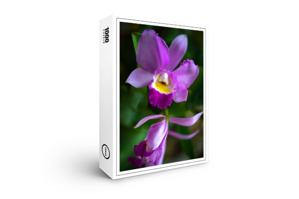 raxxa Premium-Puzzle: Cattleya Love Knot