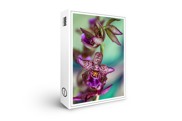 raxxa Premium Puzzle: Bllra Orchid Marfitch Howard's Dream