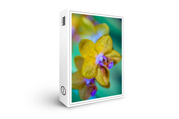 Puzzle raxxa Premium : Phalaenopsis-ks-orange-rainbow