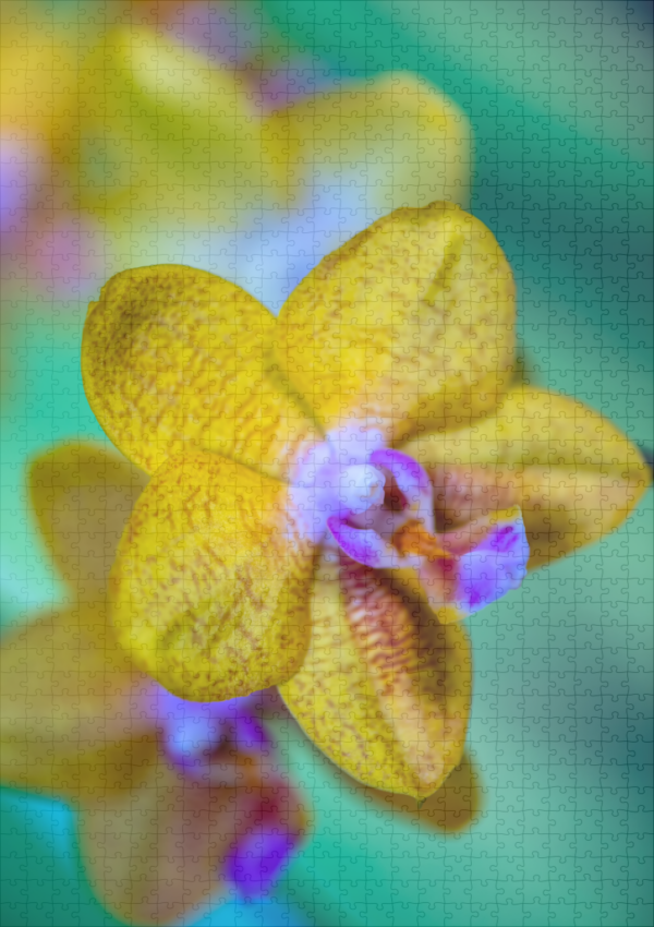 raxxa Premium-Puzzle: Phalaenopsis-ks-orange-rainbow – Image 2