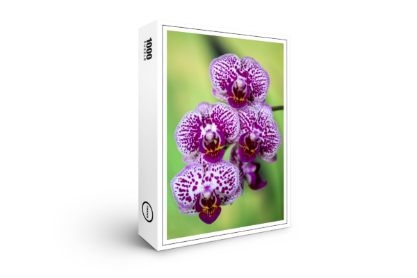 raxxa Premium-Puzzle: Phalaenopsis-chian-xen-violin