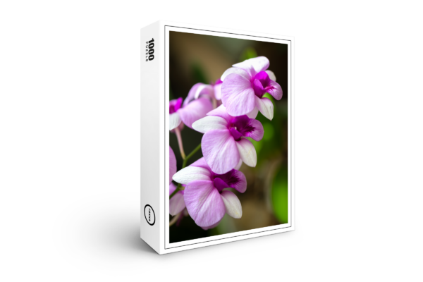 Puzzle raxxa Premium : Dendrobium phalaenopsis