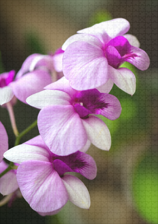 raxxa Premium-Puzzle: Dendrobium phalaenopsis – Image 2