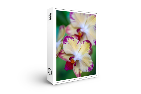 Puzzle raxxa Premium : Phalaenopsis-chiada-francis-picotee