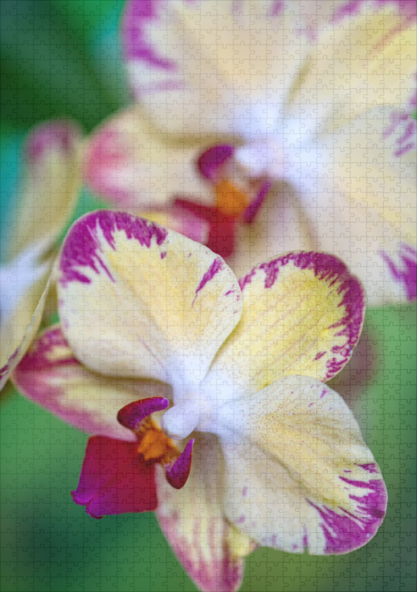 raxxa Premium-Puzzle: Phalaenopsis-chiada-francis-picotee – Image 2