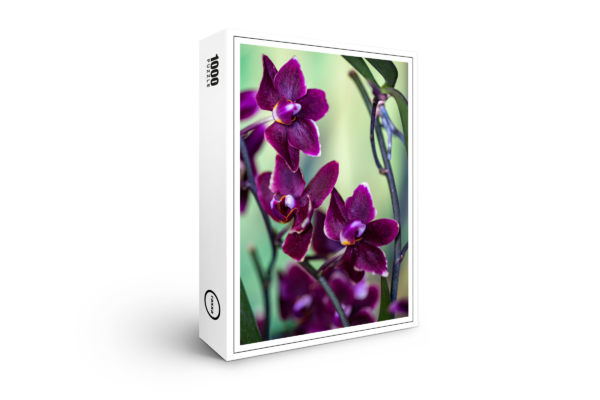 raxxa Premium-Puzzle: Phalaenopsis-chiada-stacy-black-chayi