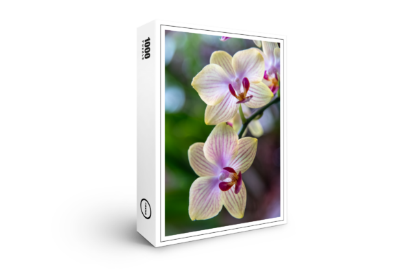 raxxa Premium Puzzle: Phalaenopsis Hybrid Butterfly Orchid