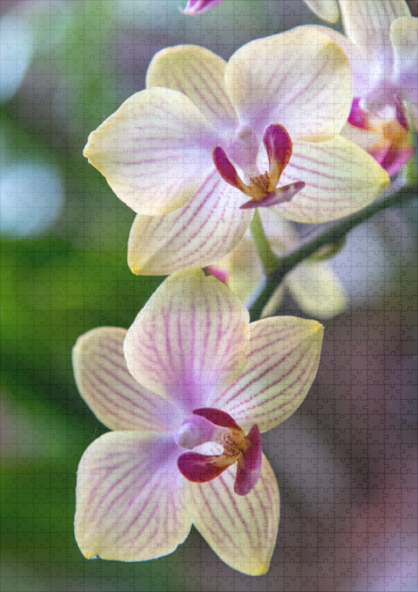 raxxa Premium-Puzzle: Phalaenopsis Hybride Schmetterlingsorchidee - Image 2